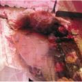 中森明菜の曲/シングル - うつつの花